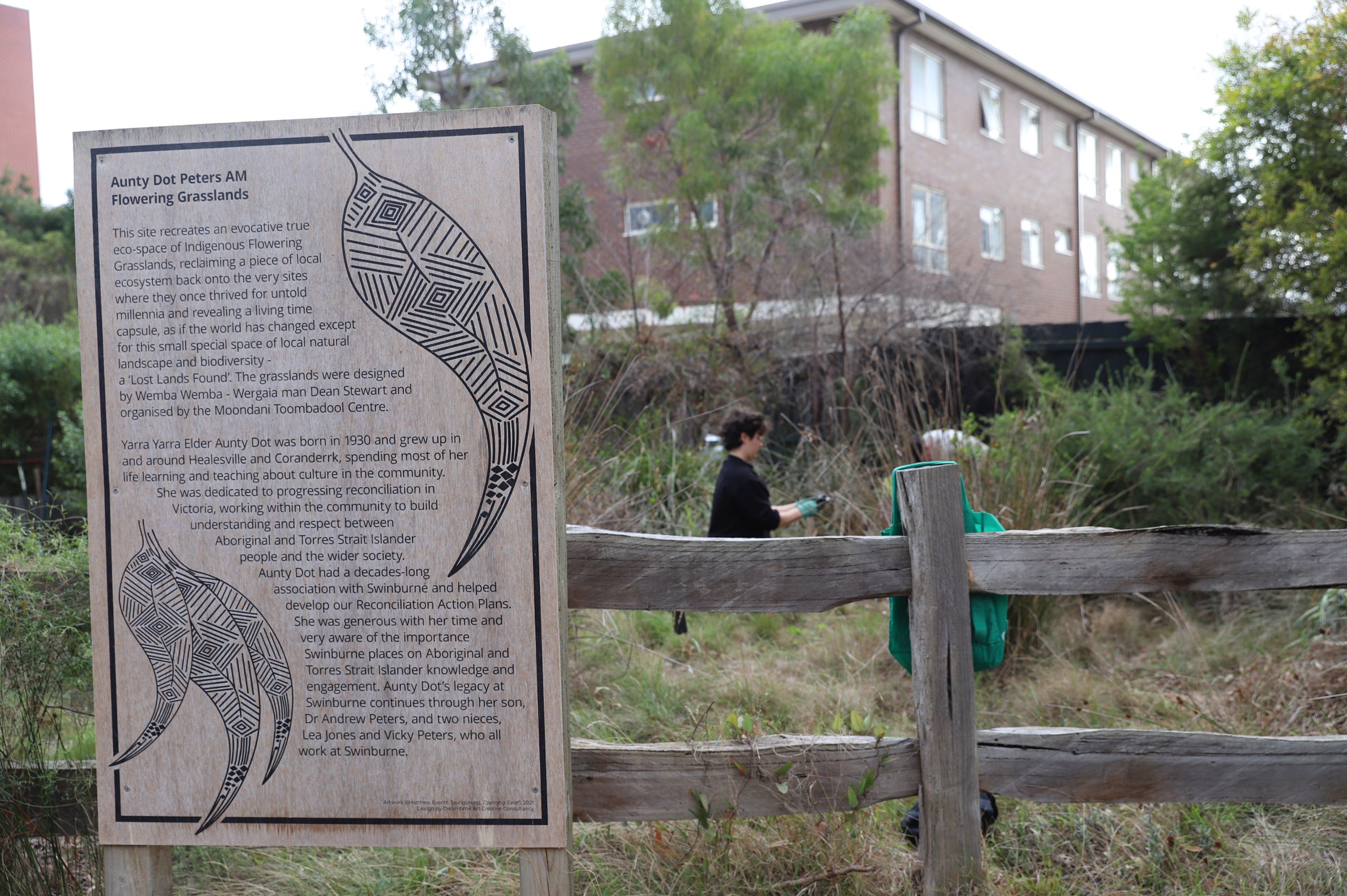 Aunty Dot Peters AM Flowering Grasslands 