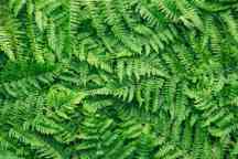 Fern leaves