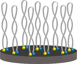 Diagram depicting how Lubricin or Proteoglycan may work in biomedical devices.