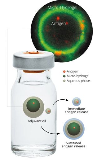 Diagram conveying the differences between immediate antigen release and sustained antigen release in a vaccine